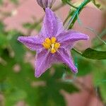 Solanum procumbens Flor