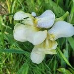 Iris x germanica Flor