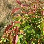 Cornus hongkongensis Лист