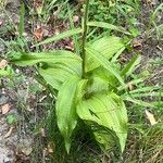 Epipactis helleborine পাতা