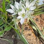 Ornithogalum neurostegium Deilen