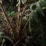 Polystichum braunii Φύλλο