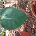 Ficus religiosa Leaf