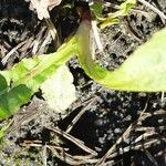 Taraxacum palustre Leaf