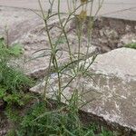 Spergula grandis Leaf