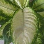 Dieffenbachia seguine Blatt