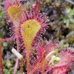 Drosera × obovata ഇല