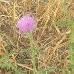 Carduus acanthoidesBlomma