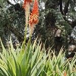 Aloe arborescens花