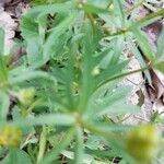 Ranunculus auricomus Leaf