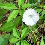 Merremia aegyptia Flower