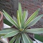 Agave viviparaLeaf