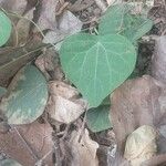 Cissampelos pareira Leaf