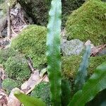 Elaphoglossum aubertii Leaf
