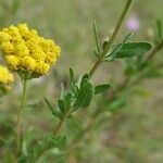 Achillea ageratum List