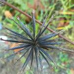 Bidens subalternans Fruit