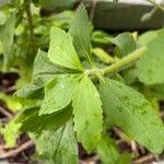 Stevia rebaudiana Leaf