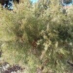 Hakea sericea Levél