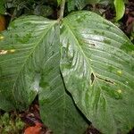 Philodendron tripartitum Feuille