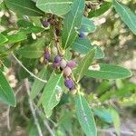 Phillyrea angustifolia Fruit