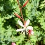 Gaura lindheimeri Blüte