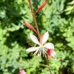 Gaura lindheimeri Квітка