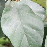 Piptocarpha oblonga Leaf