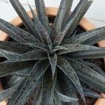 Agave maculata Leaf