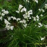 Allium massaessylum Flower