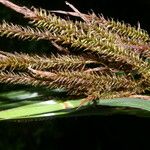 Carex jamesonii