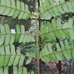 Pentaclethra macrophylla Frunză