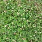 Trifolium nigrescens Blüte