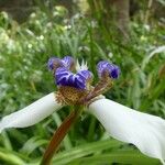 Neomarica gracilis 花