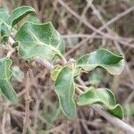 Solanum arundo Лист