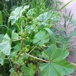 Althaea hirsuta Folha