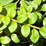 Gaultheria hispidula Leaf