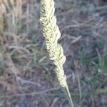 Phalaris aquatica Flower