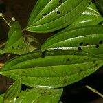 Miconia rubescens List