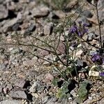 Eriogonum deflexum Celota