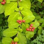 Rauvolfia tetraphylla Fulla