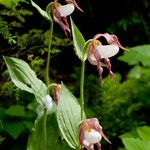 Cypripedium montanum Floare