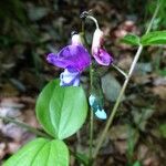 Lathyrus vernus Цвят