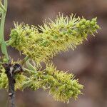 Combretum molle Flower