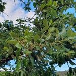 Quercus suber Листок