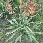 Sorghum bicolor Egyéb