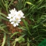 Allium trifoliatum फूल