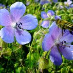 Geranium pratense ফুল