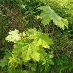 Acer platanoides Foglia