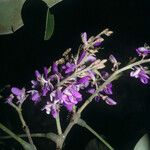 Spirotropis longifolia Flor