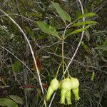 Syzygium laxeracemosum Yeri